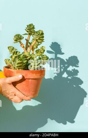 Ältere Frau Hände Halten Blumentopf Mit Sukkulenten Pflanze Auf Blauem Hintergrund. Sonnenlicht Fällt Auf Die Hände Und Erzeugt Schatten Von Der Pflanze In Der Wand. Stockfoto