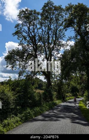 Frau, die im Sommer auf einer Landstraße in der Nähe von Kill, County Kildare, Irland, entlang geht Stockfoto