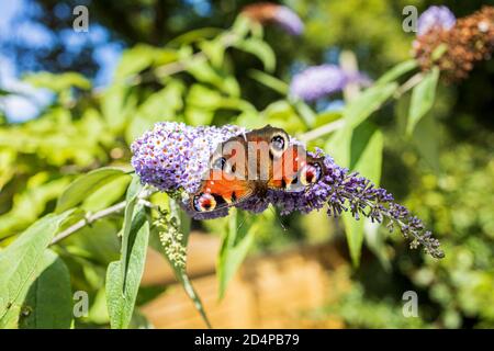 Aglais io, Pfauenschmetterling auf Buddleia Blumen im Sommer, County Kildare, Irland Stockfoto