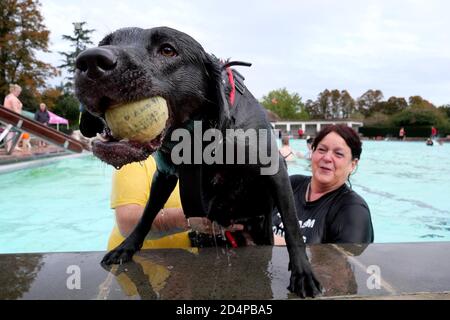 Cheltenham, Großbritannien. 10. Oktober 2020. Gayle Murphy mit Winter, Klettern aus dem Pool. Hunde und ihre Besitzer haben die Möglichkeit, gemeinsam im Sandford Park Lido zu schwimmen, einem Freibad in Cheltenham, Gloucestershire, Großbritannien, am letzten Tag der Sommersaison, bevor der Pool für das Jahr geschlossen wird. Kredit: Thousand Word Media Ltd/Alamy Live Nachrichten Stockfoto