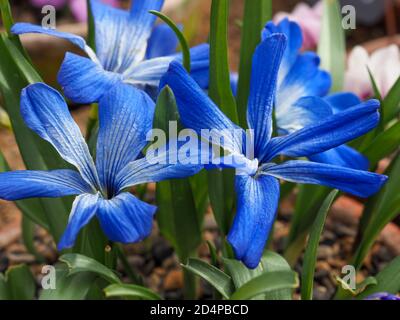 Nahaufnahme von hübschen kleinen chilenischen blauen Krokusblüten, Tecophilaea cyanocrocus violacea Stockfoto