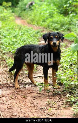 Schwarzer Mischlingshund. Es hat eine braune Farbe auf den Augenbrauen, Mund, Brust und allen vier Beinen. Starrt den Fotografen an. Stockfoto