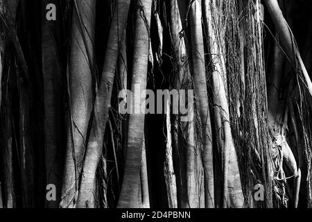 Ein Schwarzweiß-Bild. Es ist eine Form einer banyan-Baumbasis. Toll als Tapete zu verwenden. Stockfoto