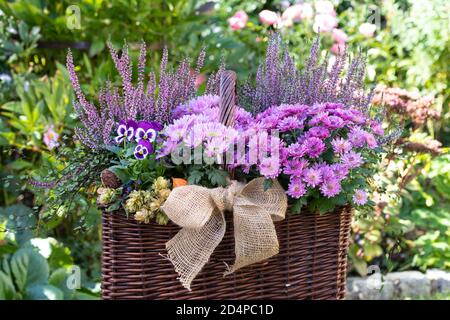 Korb mit rosa und lila Herbstblumen im Garten Stockfoto