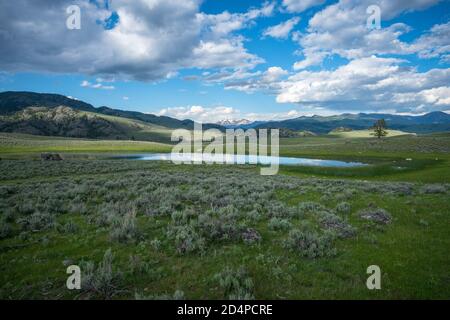 lamar Valley im yellowstone Nationalpark in wyoming in der usa Stockfoto