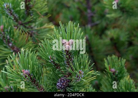 Selektiver Fokus Schuss von jungen Kiefernzapfen auf einer Kiefer Baum im Wald Stockfoto