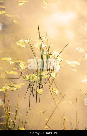 Früher sonniger Morgen nebligen Teich und Pflanzenleben Stockfoto