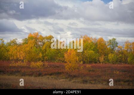 Herbstfarben in Enontekiö, Lappland, Finnland Stockfoto