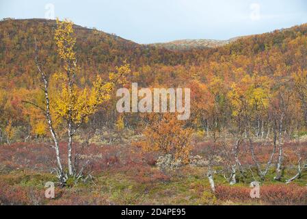 Herbstfarben in Enontekiö, Lappland, Finnland Stockfoto