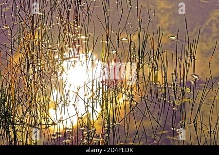 Früher sonniger Morgen viele Sonnensterne, die sich in einem spiegeln Nebliger Teich mit Schilfpflanzen Leben Stockfoto