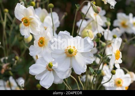 Weiße japanische Anemone Honorine Jobert im Herbstgarten Stockfoto