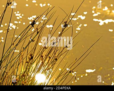 Am frühen sonnigen Morgen spiegeln sich viele verschwommene Sonnensterne ein Ein nebliger Teich mit Schilfpflanzen und Spinnweben Stockfoto