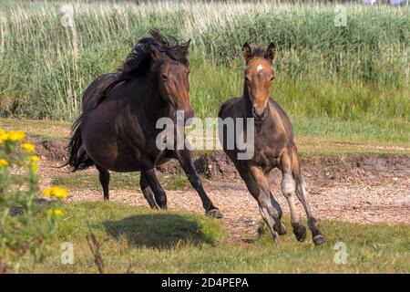 New Forest Pony Mare läuft, galoppiert Jagd AUF EIN Fohlen auf EINEM Saltmarsh, Feld. Aufgenommen bei Stanpit Marsh UK Stockfoto