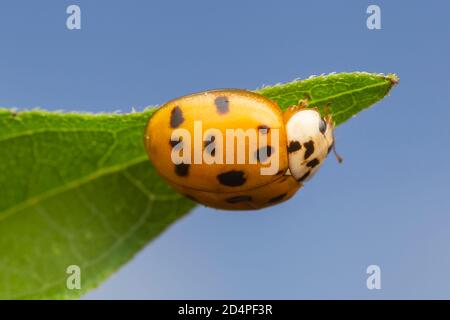 Asian Lady Beetle (Harmonia Axyridis) Stockfoto