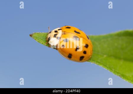 Asian Lady Beetle (Harmonia Axyridis) Stockfoto