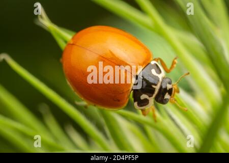 Polierter Lady Beetle (Cycloneda munda) Stockfoto