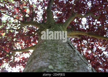 Kirschpflaumenbaum mit roten Blättern von unten gesehen mit Kofferraum Stockfoto