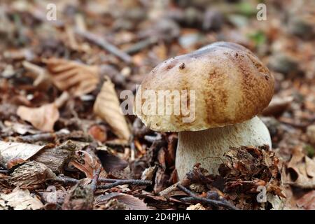 Boletus edulis oder cep, Penny Bun, Steinpilz oder Steinpilz - essbare Pilze Stockfoto