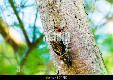 Acton, Massachusetts. Wandernder Gelbbauchsapsucker auf Nahrungssuche im Vorstadthinterhof. Stockfoto