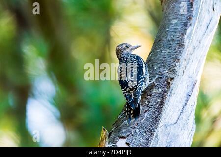 Acton, Massachusetts. Wandernder Gelbbauchsapsucker auf Nahrungssuche im Vorstadthinterhof. Stockfoto