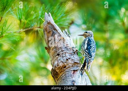 Acton, Massachusetts. Wandernder Gelbbauchsapsucker auf Nahrungssuche im Vorstadthinterhof. Stockfoto