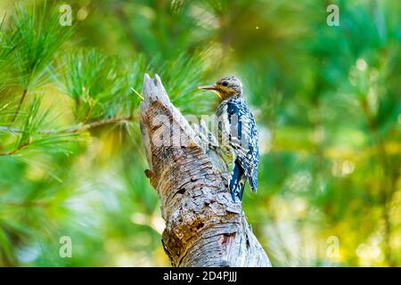 Acton, Massachusetts. Wandernder Gelbbauchsapsucker auf Nahrungssuche im Vorstadthinterhof. Stockfoto