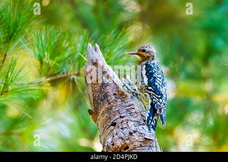 Acton, Massachusetts. Wandernder Gelbbauchsapsucker auf Nahrungssuche im Vorstadthinterhof. Stockfoto