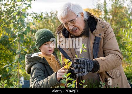 Älterer Mann in warmer Jacke und Handschuhen, der seinen Enkel zeigt Blätter eines kleinen Baumes Stockfoto