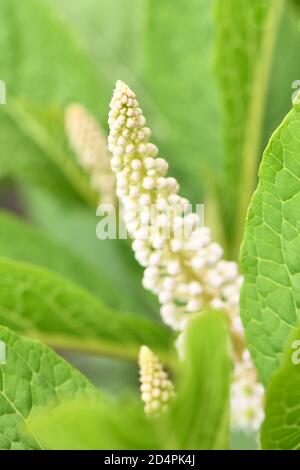 Pokeweed mit Blumen (Phytolacca acinosa). Hochauflösendes Foto. Selektiver Fokus. Geringe Schärfentiefe. Stockfoto