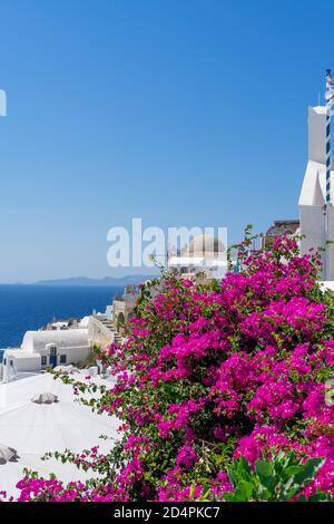 Bunte Bougainvillea Blumen mit weißen traditionellen Gebäuden und typische Kuppelkirche in Oia, Santorini, Griechenland. Hochformat Stockfoto