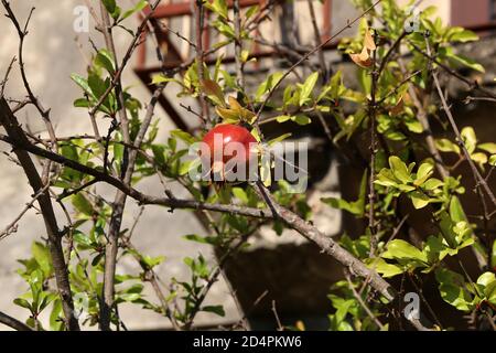 Nahaufnahme von reifen roten Granatapfel auf Baum Stockfoto