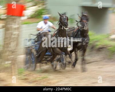 Marathon, CAI Live Oak Combined Driving Competition Stockfoto