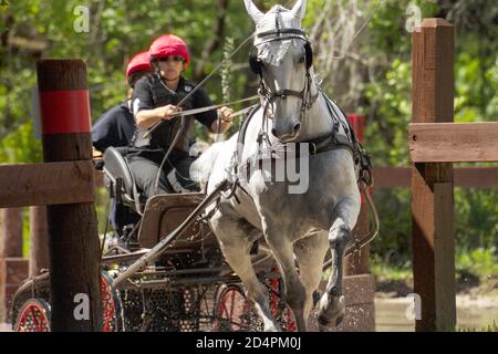 Wasserhindernis, Marathon, CAI Live Oak Combined Driving Competition Stockfoto