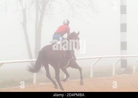 Übungsfahrer arbeitet junges Thoroughbred-Pferd im Morgennebel Stockfoto