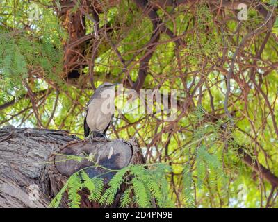 Nahaufnahme eines nördlichen Spötelvogels, der auf einem Baumstamm in Las Vegas, Nevada, steht Stockfoto