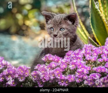 Kätzchen im Blumenbett Stockfoto