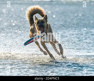 Deutscher Schäferhund jagt Festplatte am Strand mit Meer Stockfoto
