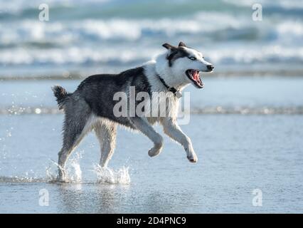 Sibirischer Husky Hund am Ocean Beach, CA Stockfoto