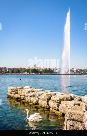 Die Stadt und Bucht von Genf, Schweiz, mit der Kathedrale und dem Wasserstrahlbrunnen auf dem Genfer See, von einem Steinsteg mit einem Schwan in der gesehen Stockfoto