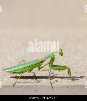 Grüner Mantid, Mantidae auf beigefarbenem Wandhintergrund. Weibliche Gottesanbeterin ist ein Insekt, das das Männchen während der Paarung frisst. Copyspace, vertikal closeu Stockfoto