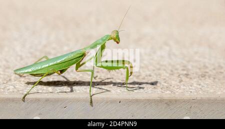 Grüne Gottesanbeterin. European oder Mantis Religiosa vor beigefarbenem Hintergrund, Kopierraum, Nahaufnahme. Stockfoto