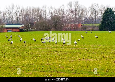 Schwarm von Grus Grus füttert auf Wiese bei Röbel-Müritz, Deutschland Stockfoto