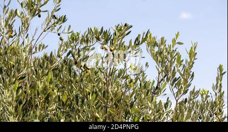 Olivenbaum, Oliven grün und schwarz hängen an einem Baum Ast, Nahaufnahme, blauer Himmel Hintergrund, Stockfoto