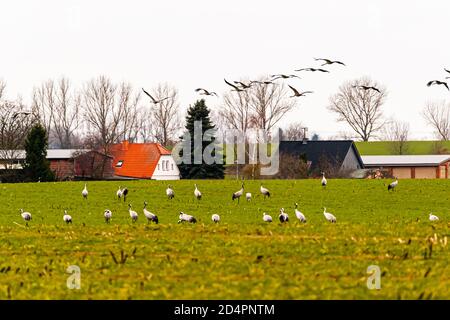 Schwarm von Grus Grus füttert auf Wiese bei Röbel-Müritz, Deutschland Stockfoto