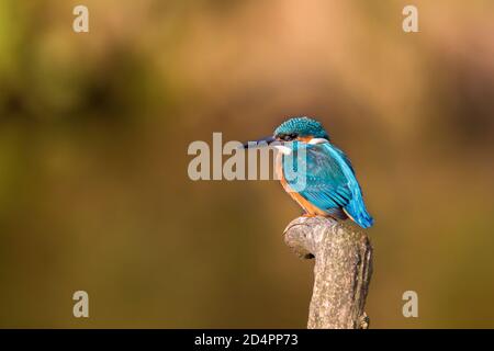 Seitenansicht Nahaufnahme des UK Eisvogel Vogel (Alcedo atthis) im Freien auf Zweig, weichen Bokeh Hintergrund und Kopierer Platz. Stockfoto