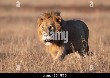Löwe (Panthera leo) in der Masaai Mara von Kenia Stockfoto
