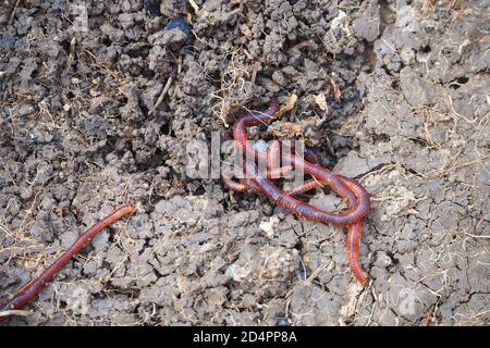 Naturgarten Regenwürmer, Regenwurm, lebende Regenwurm, Stockfoto