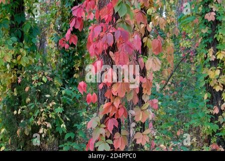 Bunte parthenocissus quinquefolia,Virginia Creeper im Herbst Wald selektive Fokus Stockfoto