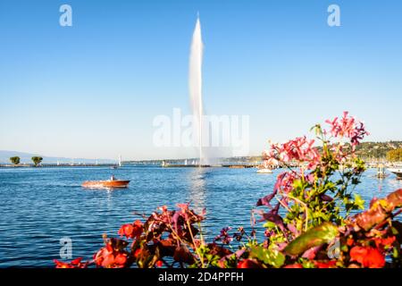 Der Jet d'Eau in der Bucht von Genf, Schweiz, ein Brunnen mit einem 140 Meter hohen Wasserstrahl, Wahrzeichen der Stadt, mit einem Mahagoni-Schnellboot und Blumen Stockfoto