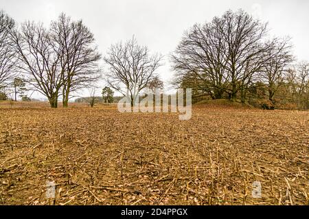 Ländliche Landschaft bei Fincken, Deutschland Stockfoto